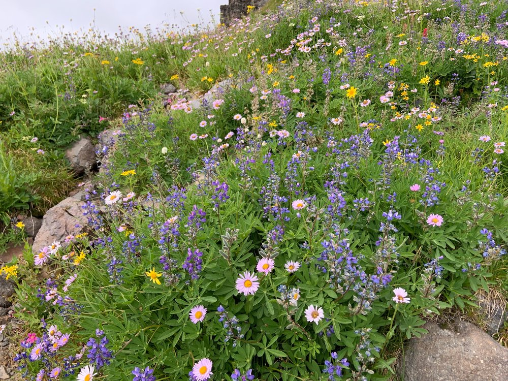 broadleaf lupine