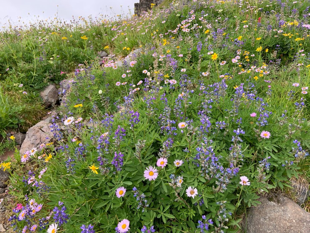 broadleaf lupine