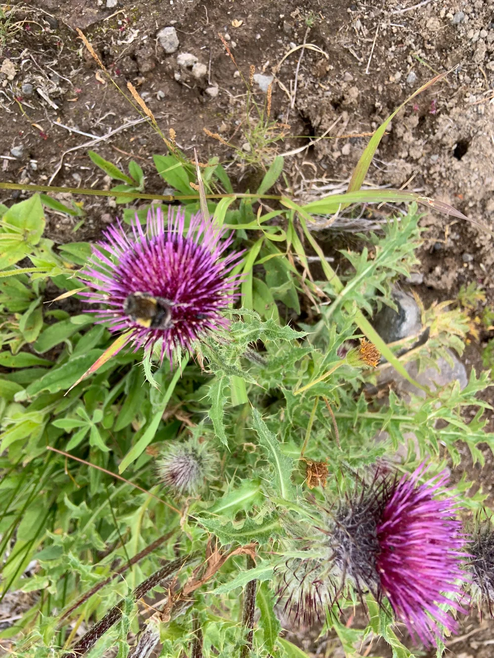 [Bee loving] blessed milkthistle