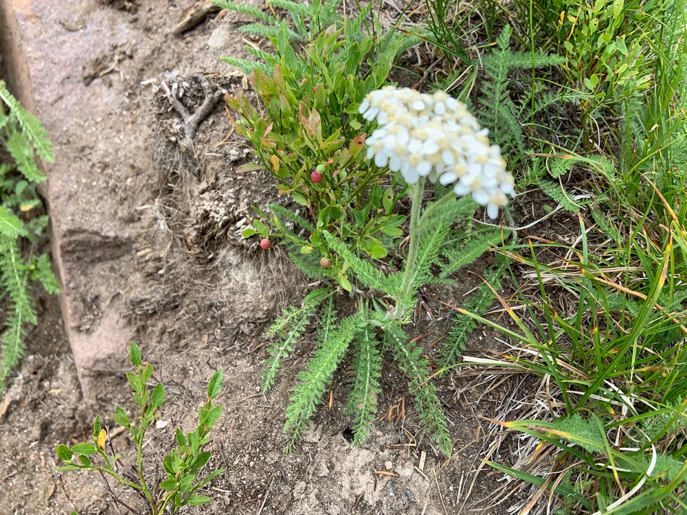 common yarrow