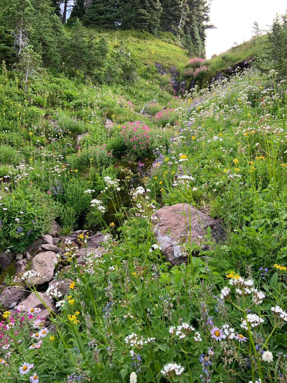 garden valerian