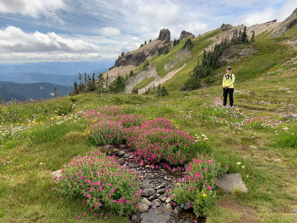 Lewis's monkeyflower