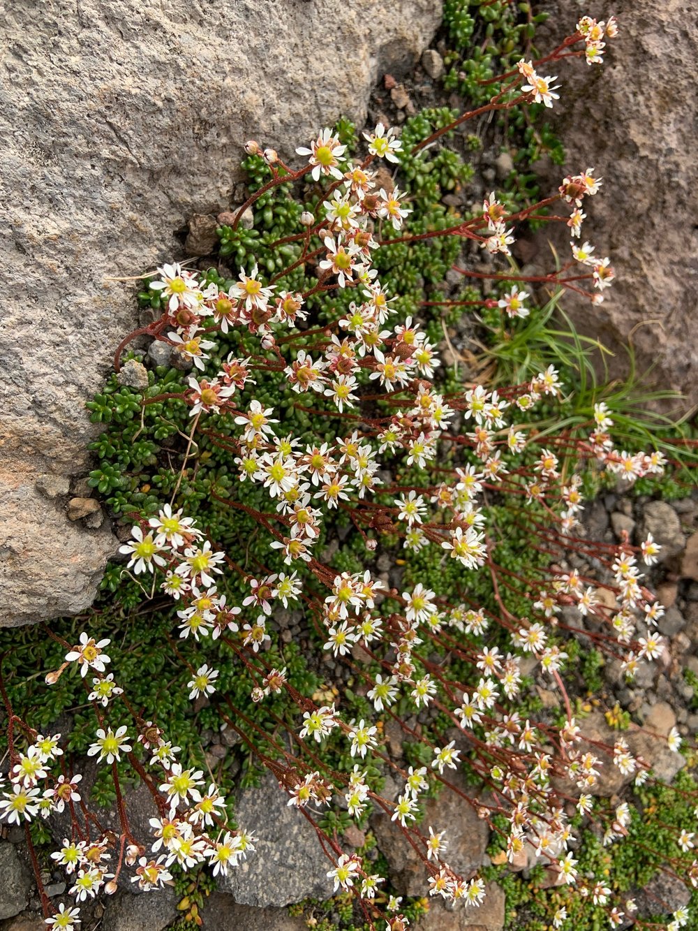 Tolmie's saxifrage