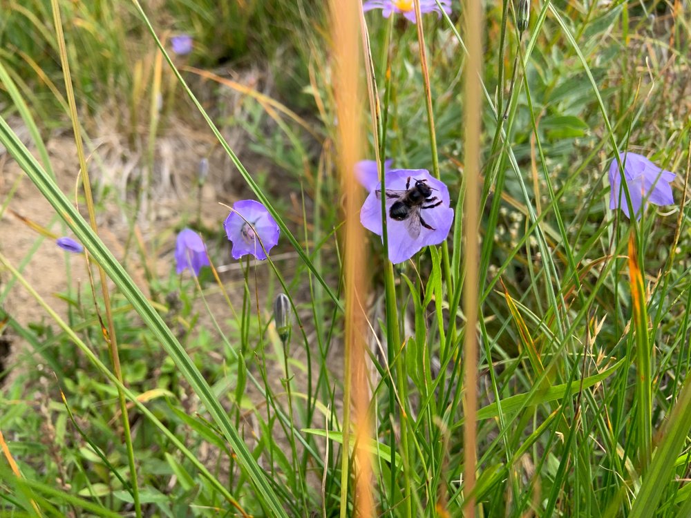 bluebell bellflower