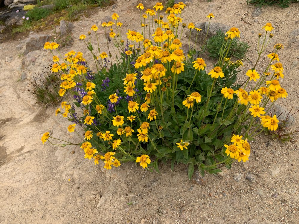 Hairy arnica