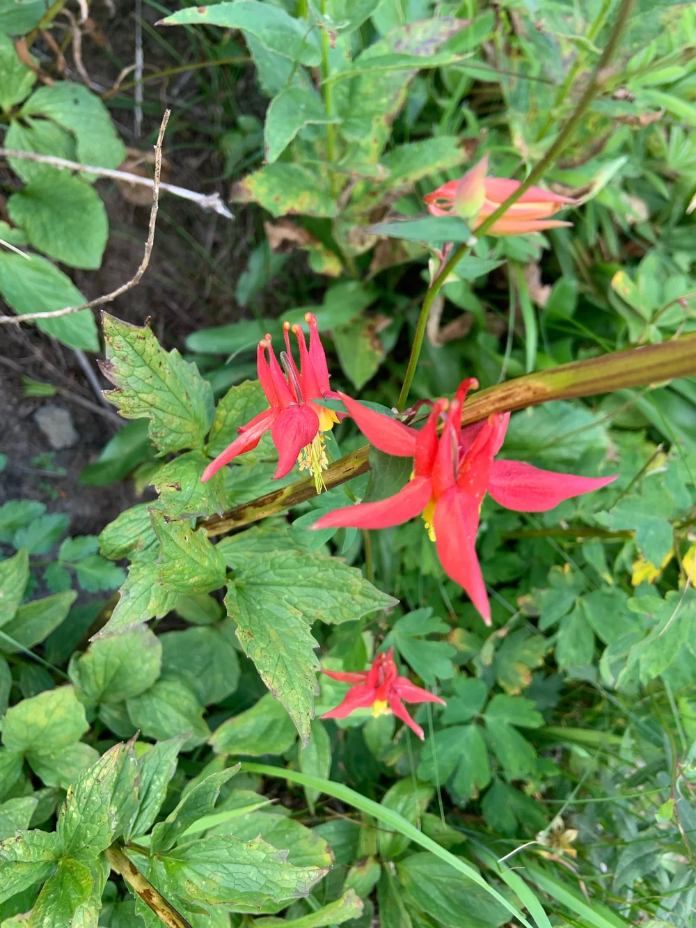 western columbine