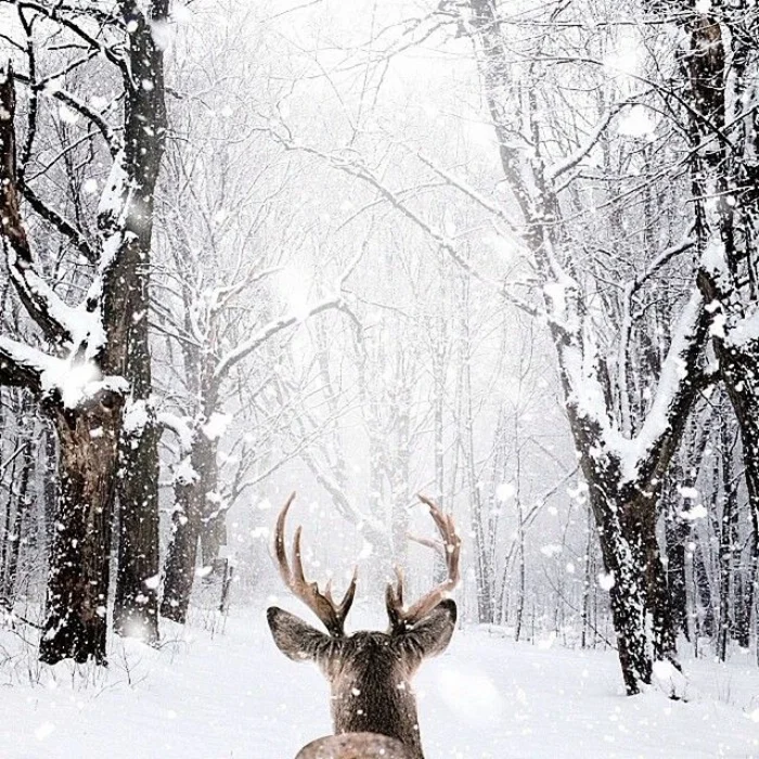 canada-paysage-fond-ecran-neige-fond-d-écran-d-hiver-beauté.jpg