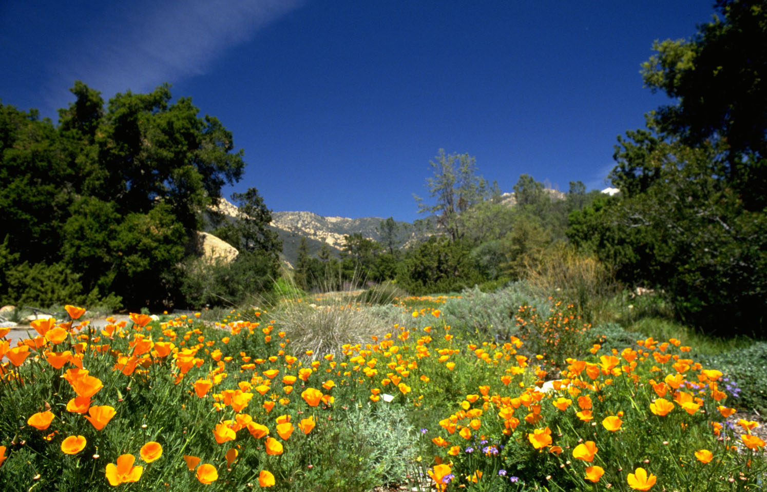 Pate_Botanic_Garden.jpg