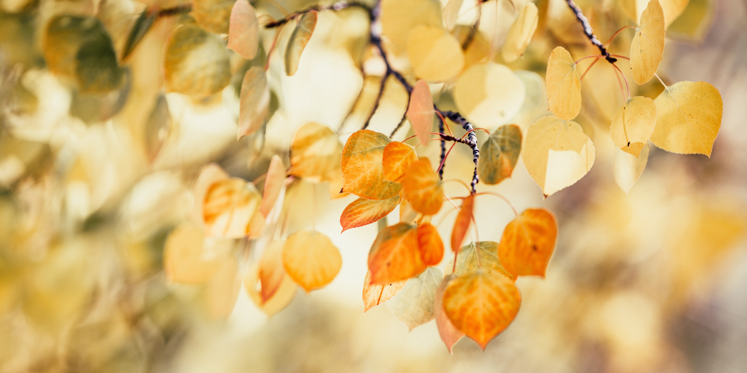 Fall in Santa Barbara