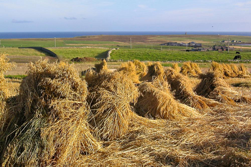 Oat Straw.jpg