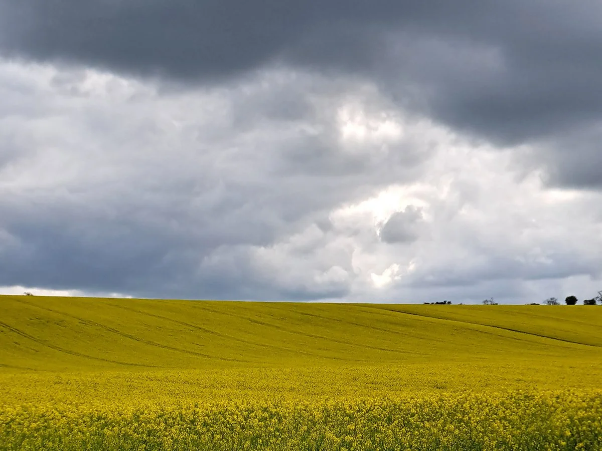 3. EP FD yellow field.jpg