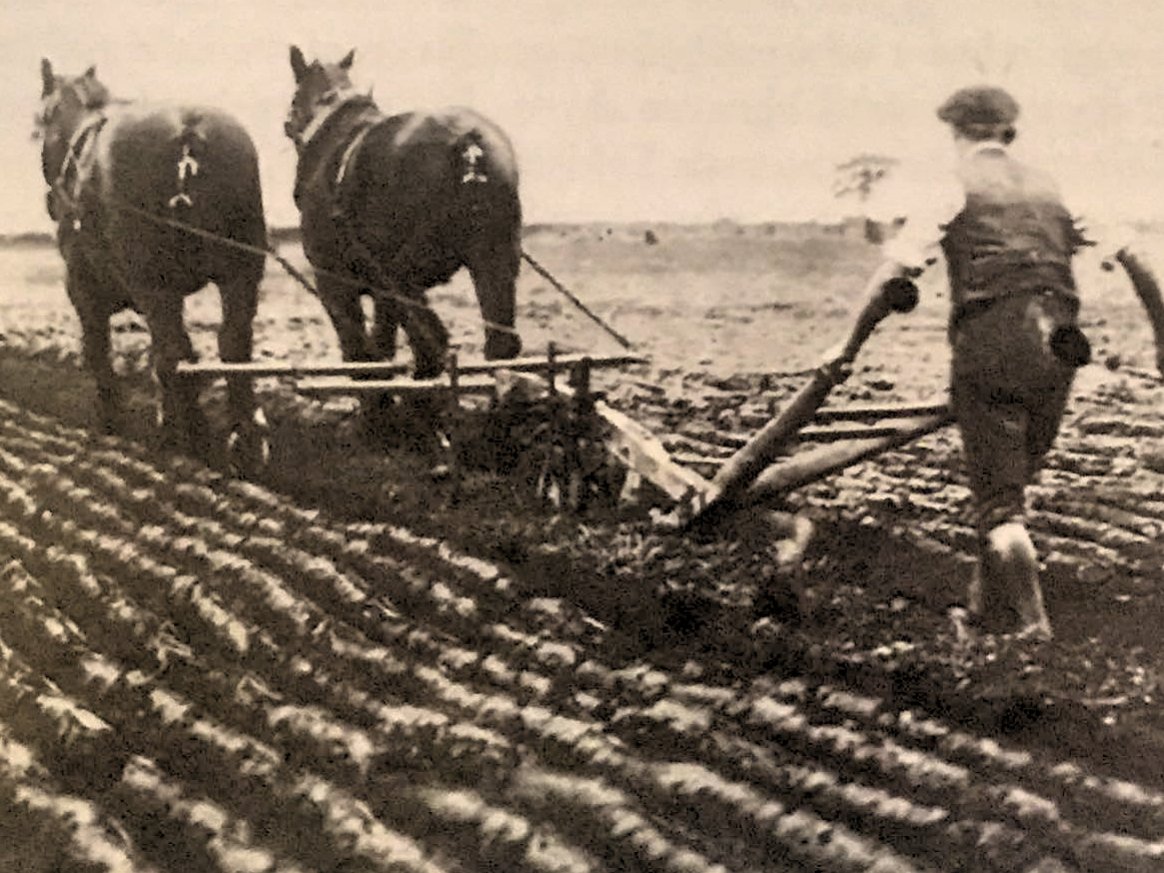 5 EP FD Ploughing-with-Horses-in-the-Fens.jpg