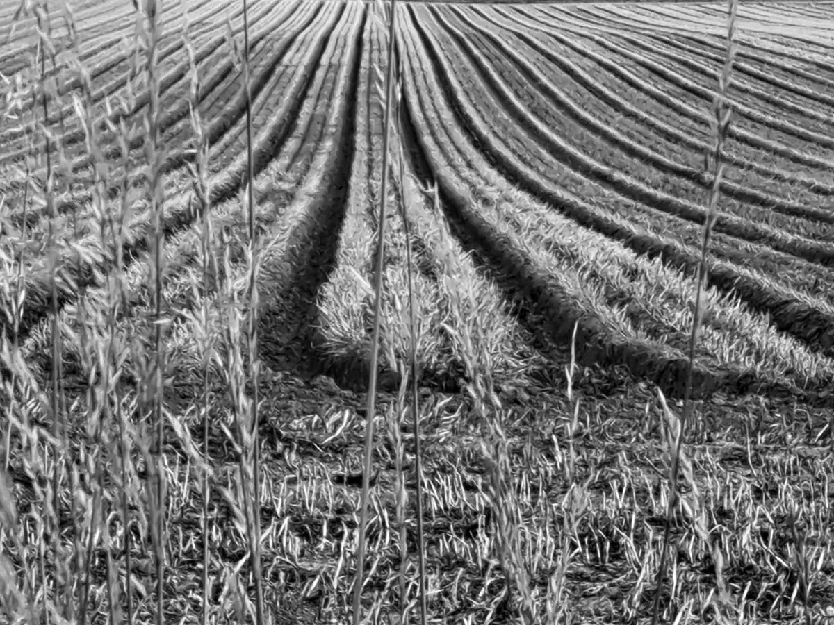 Field stripes w.jpg