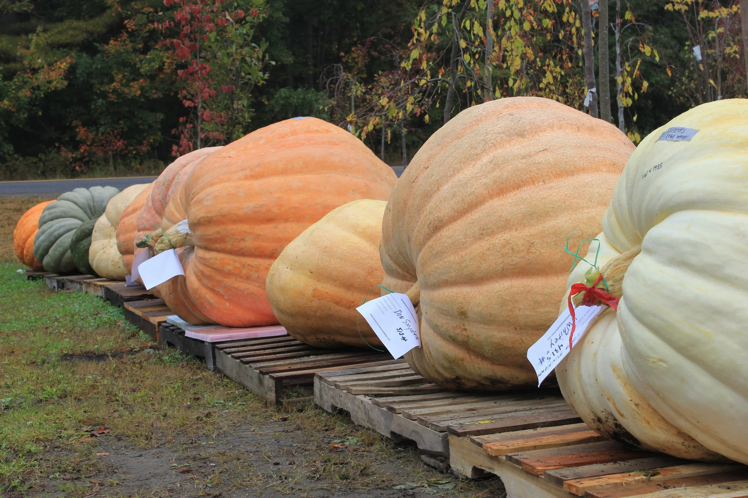 Pumpkin Contest in Maine