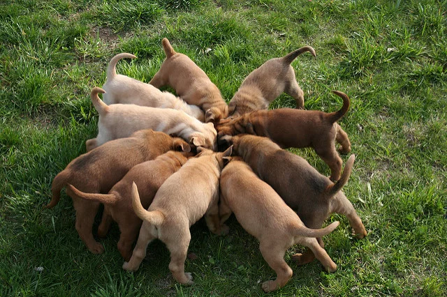 puppies eating.jpg