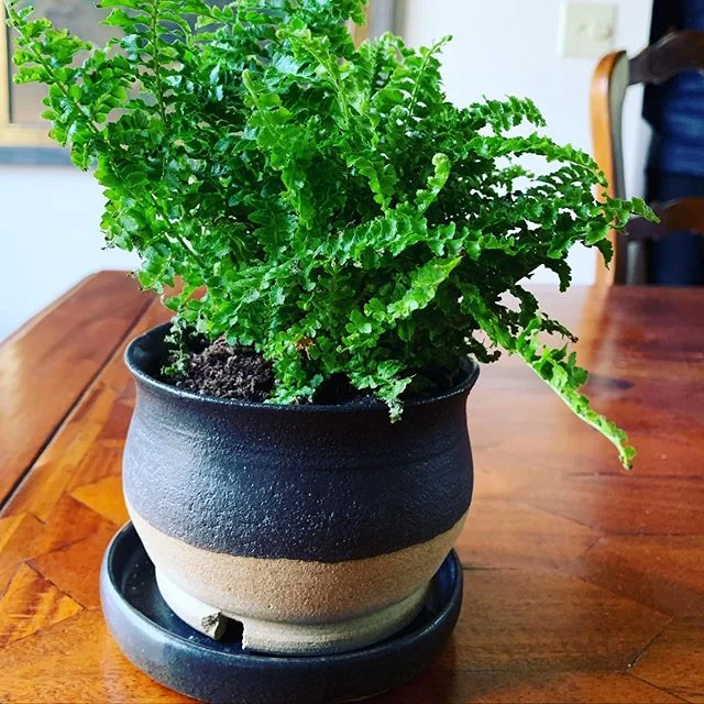 Pretty proud of my boy - pot handmade by @rocketbuny 💚
.
.
.
.
#handmade #ceramics #interiors #interiordesign #interiordetails #pdx #pdxmade #pdxmakers