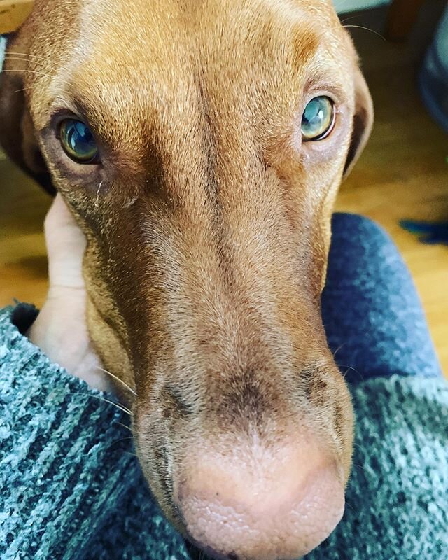 Hoyt is wishing everyone well - #staysafestayhome #vizsla #vizslalove