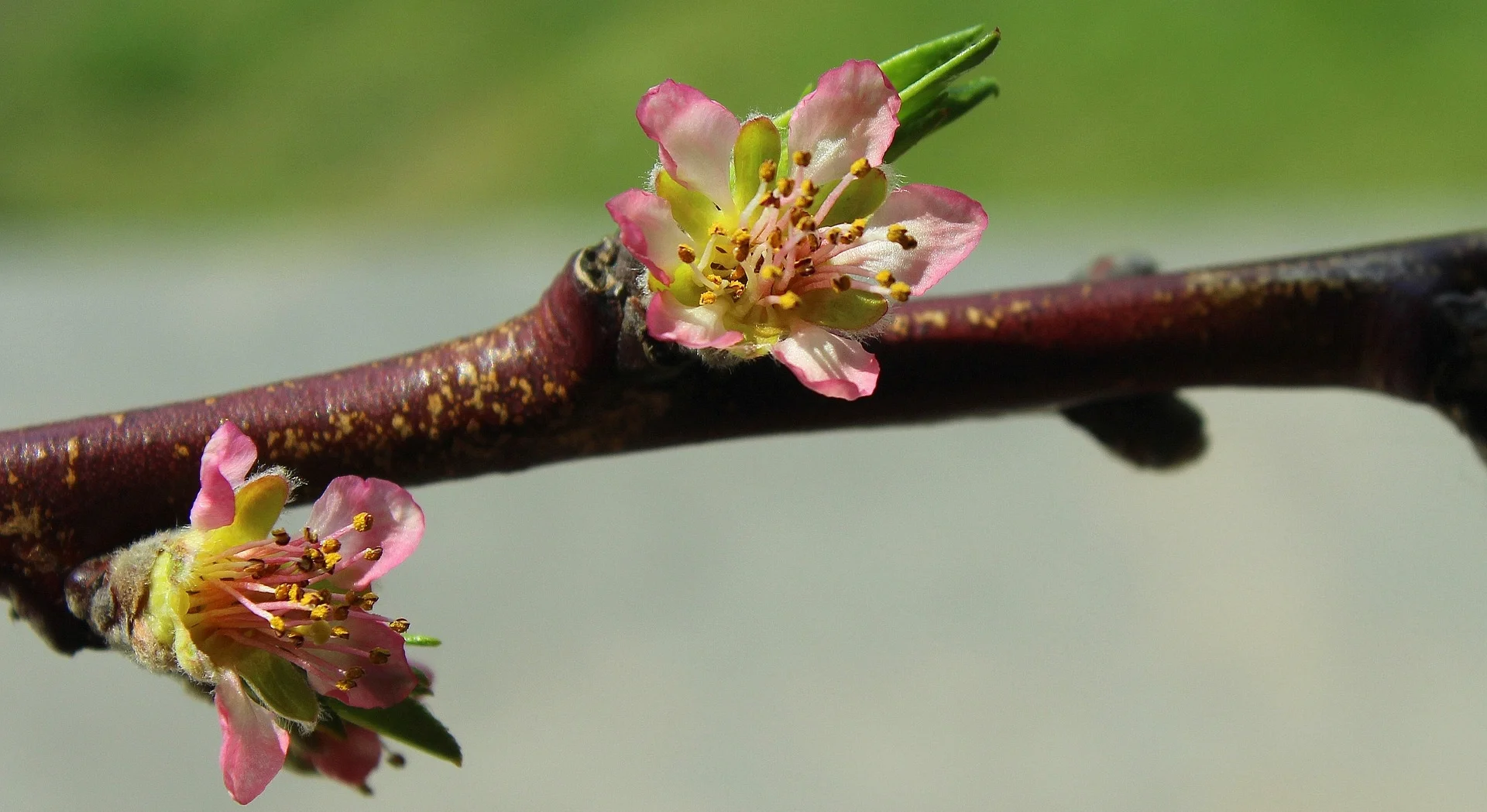 peach-blossom-3311538_1920.jpg