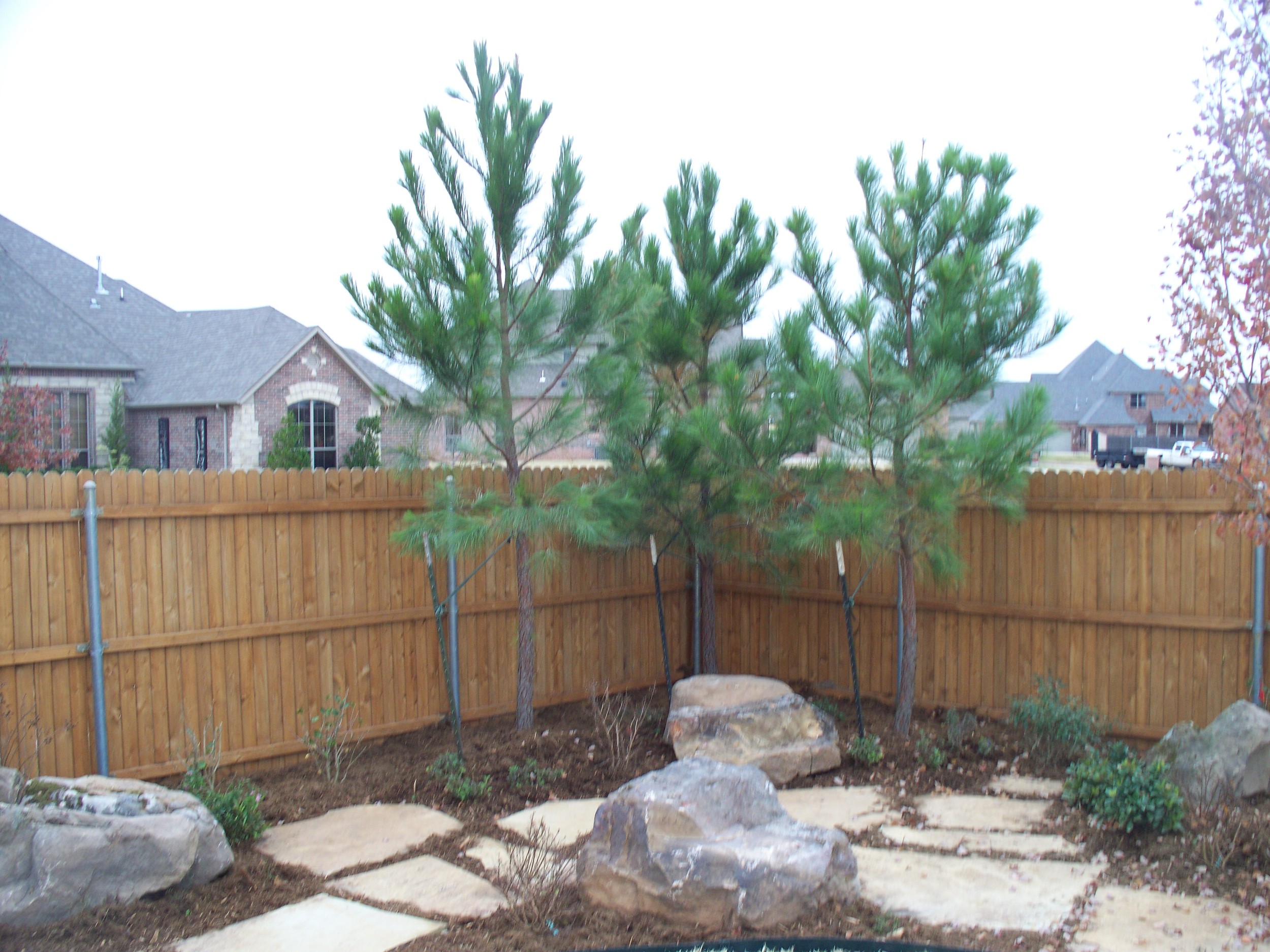 loblolly-pine_5421916430_o.jpg