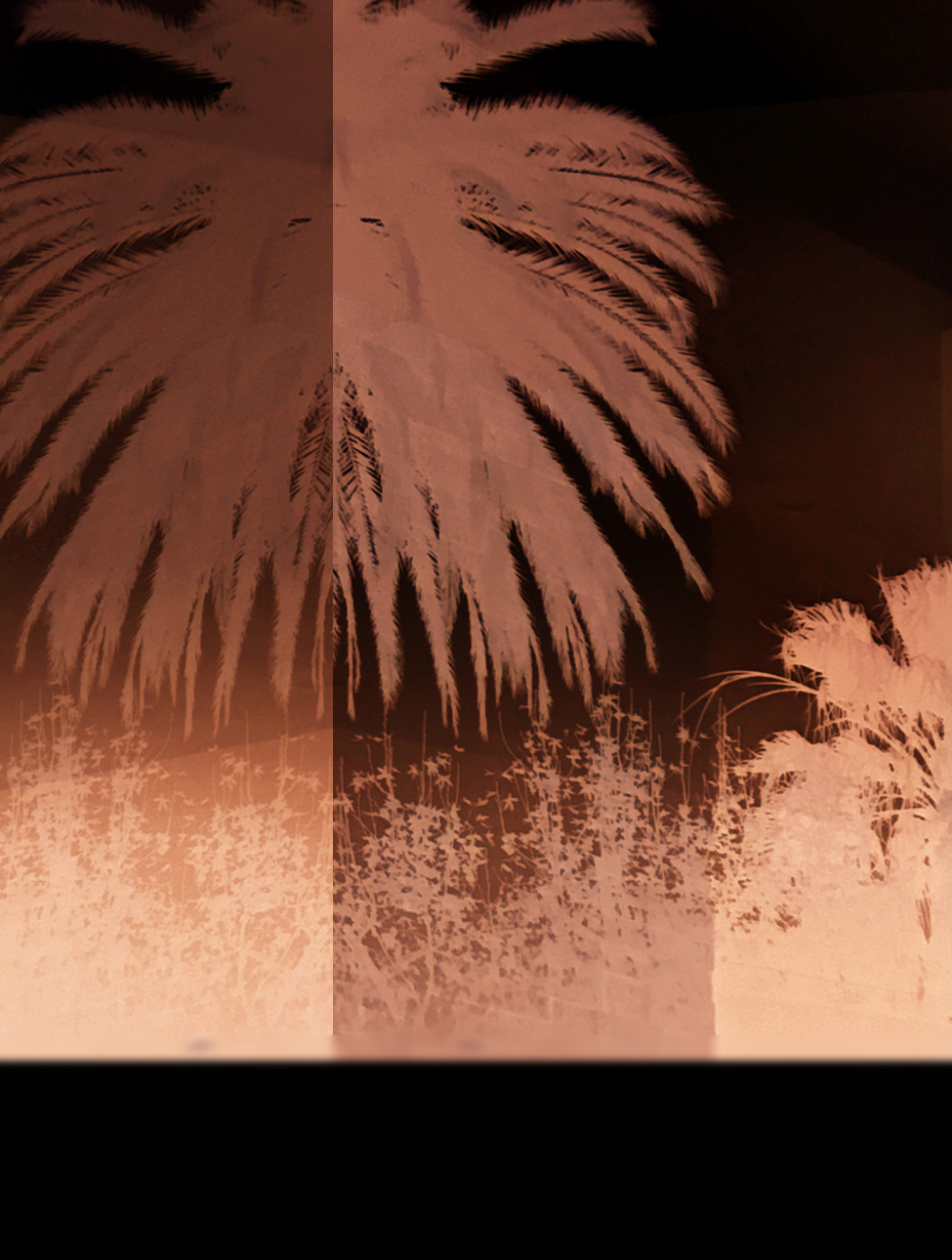 dark palm tree cropped.jpg