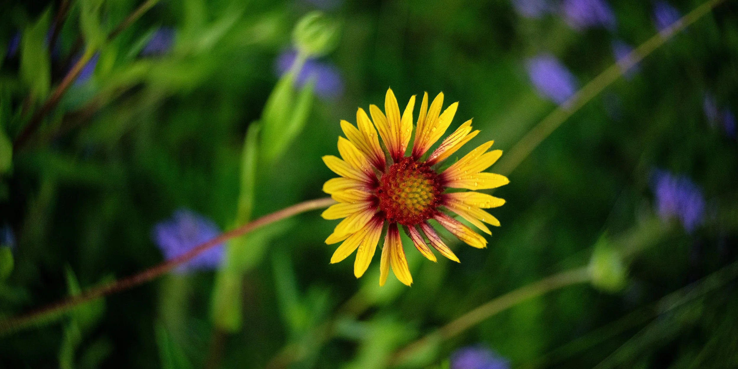 _DSC8097.jpg