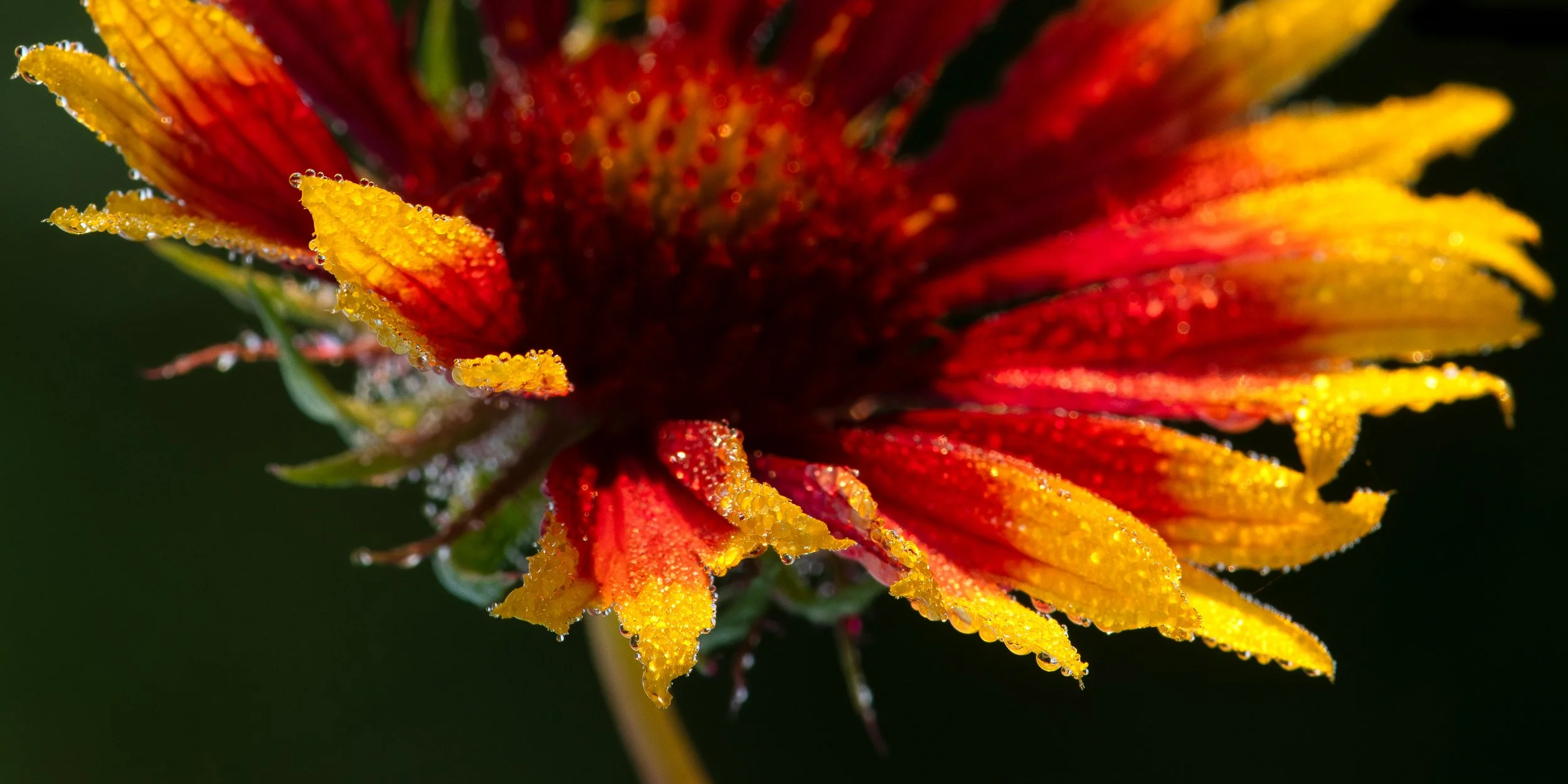 _DSC2041supercrop.jpg