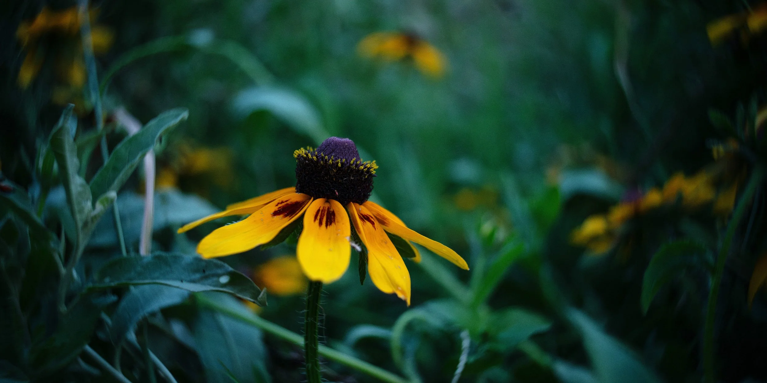 _DSC5717wide.jpg