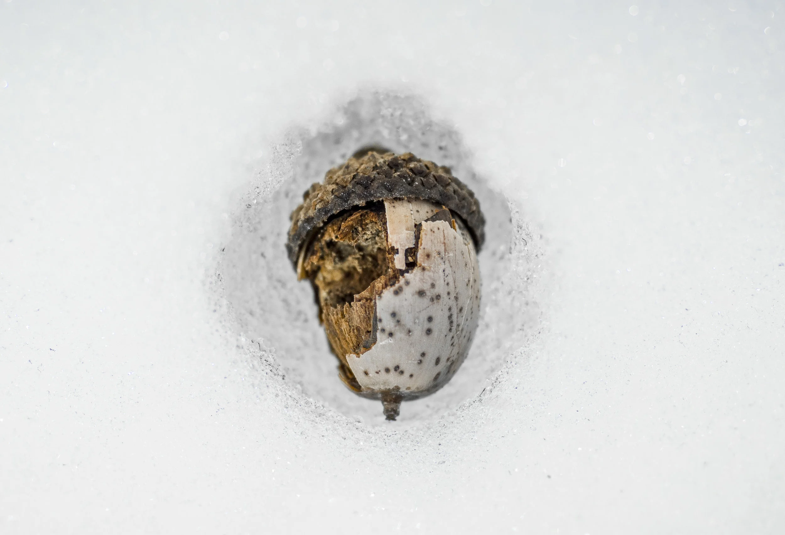 Copy of DSC_1610.jpg