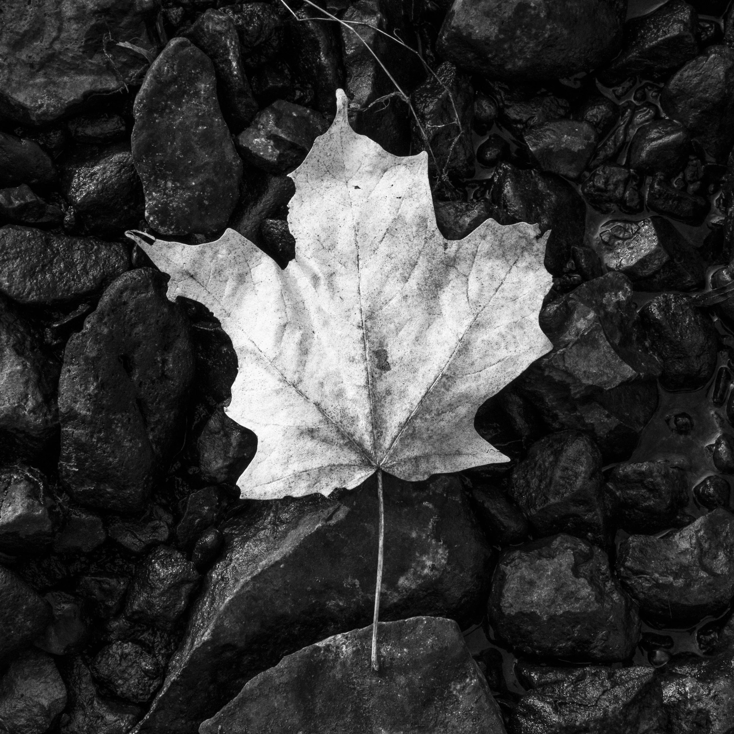 Weathered Leaf