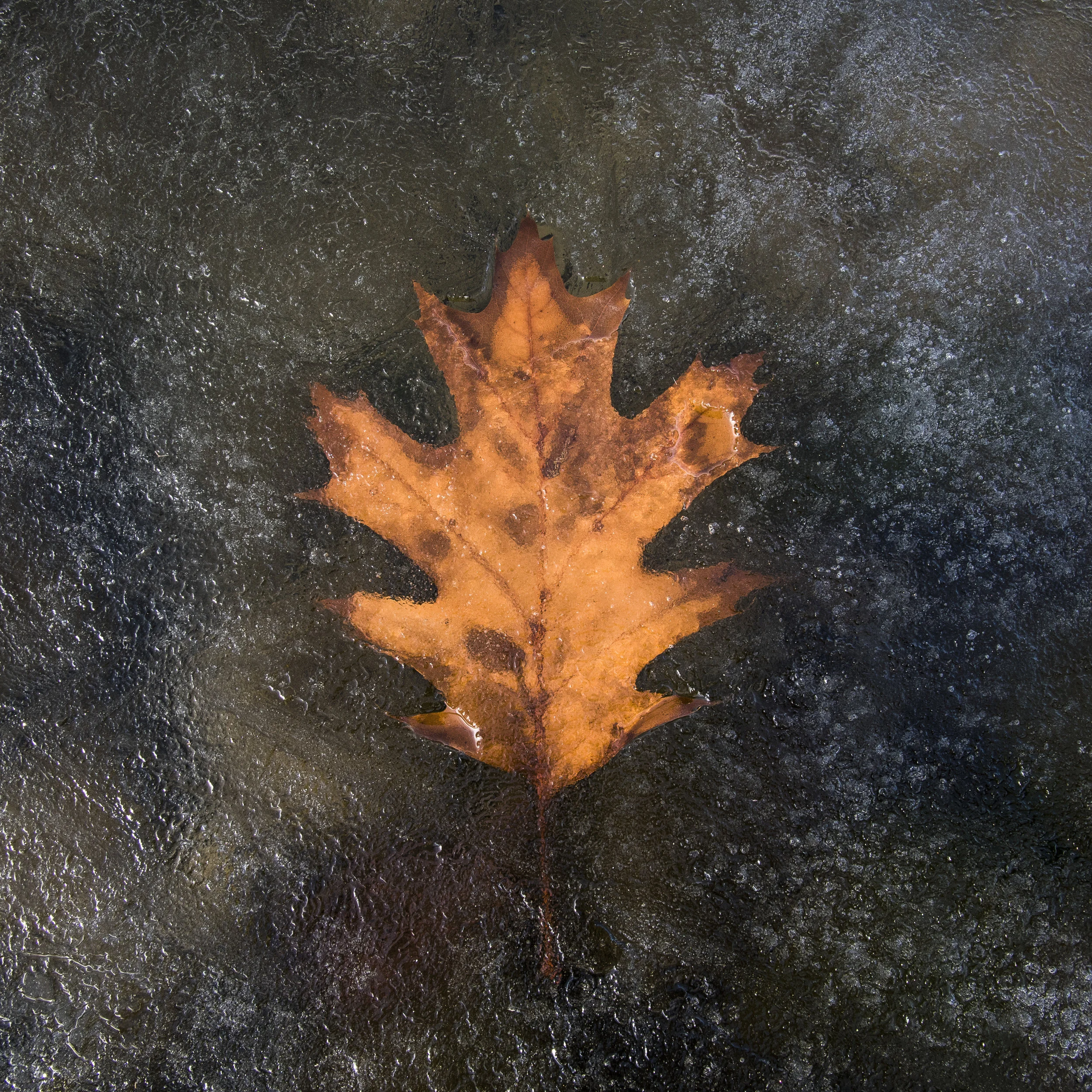 Frozen Leaf