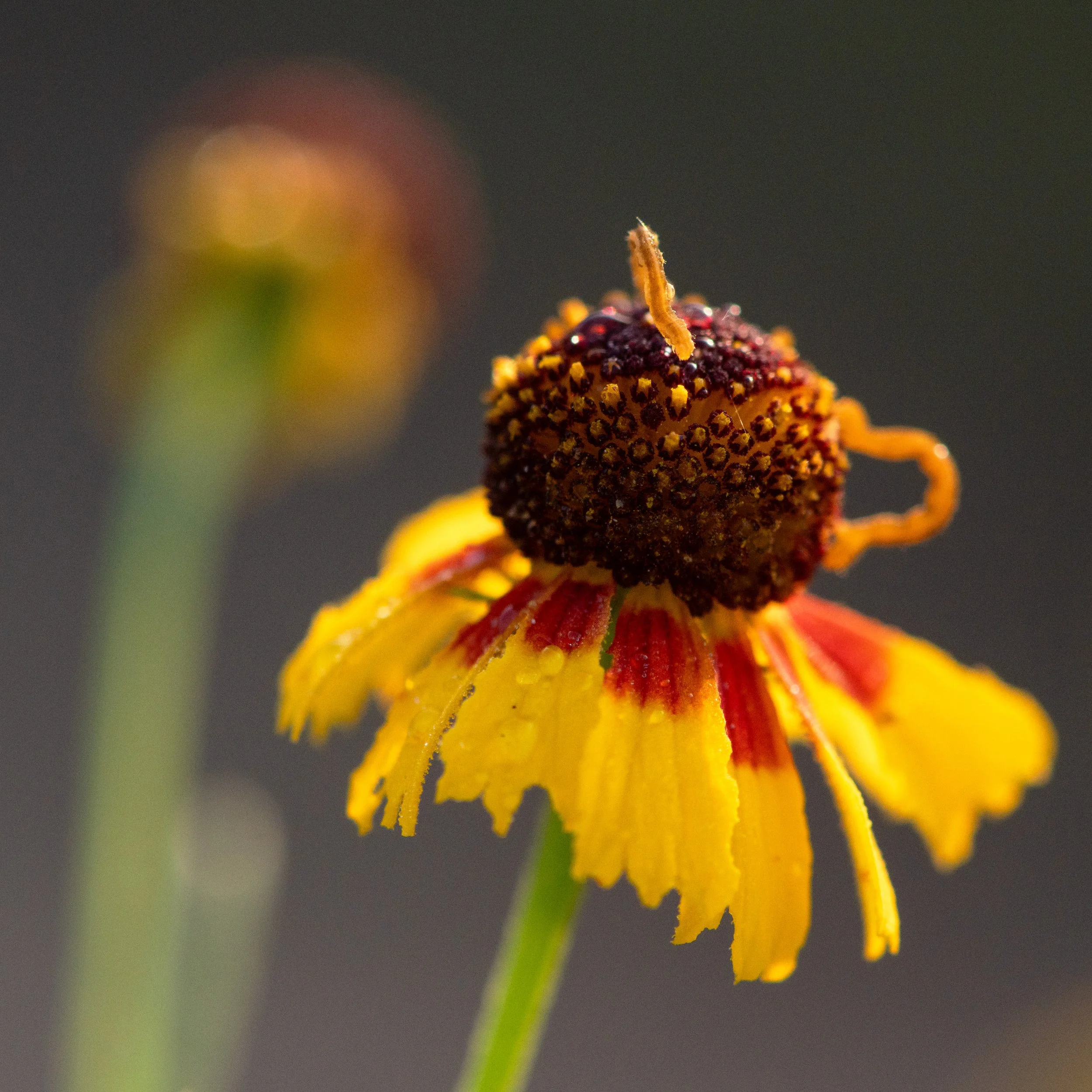 _DSC8239CROP.jpg