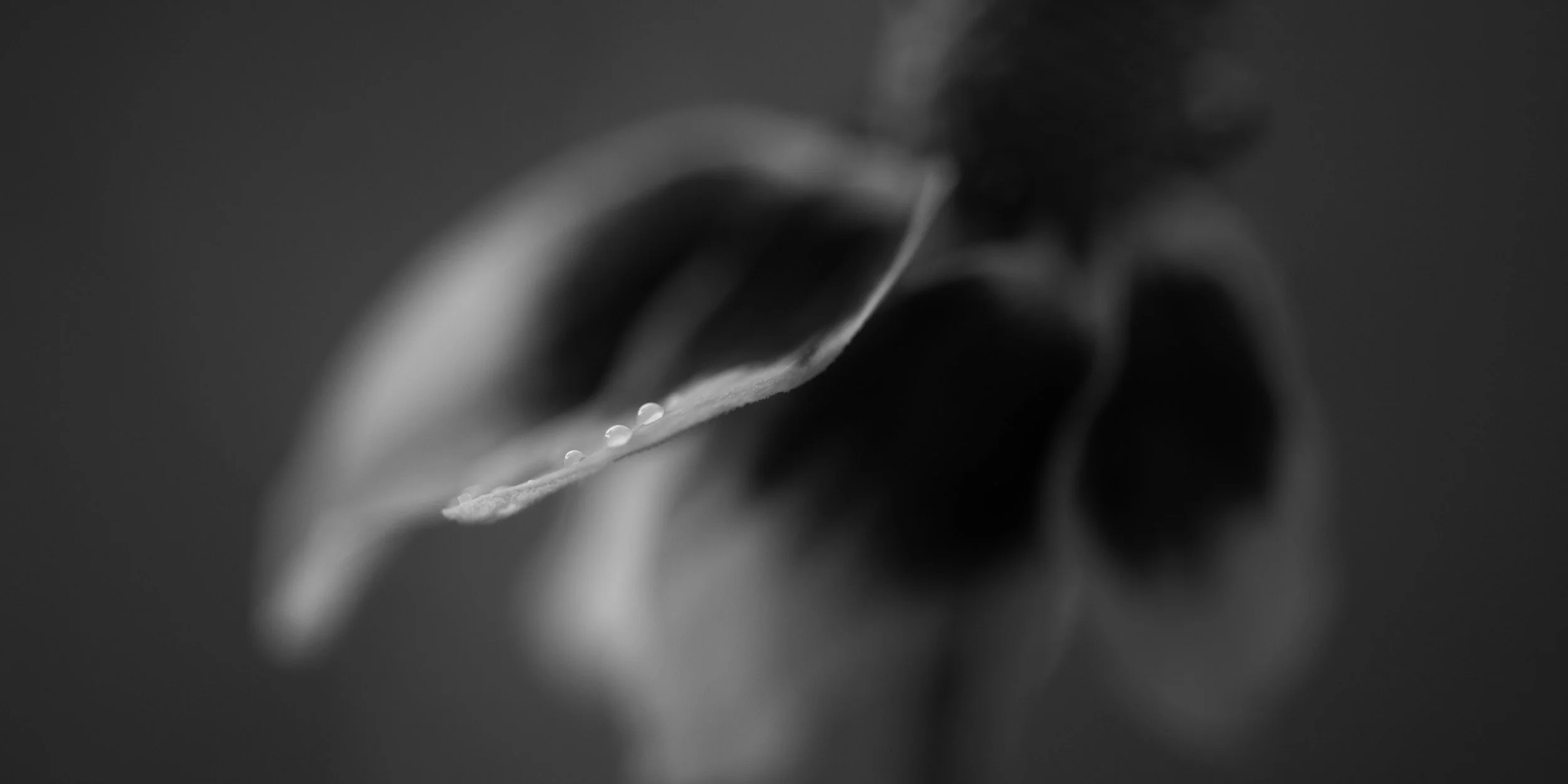 _DSC9398BW.jpg