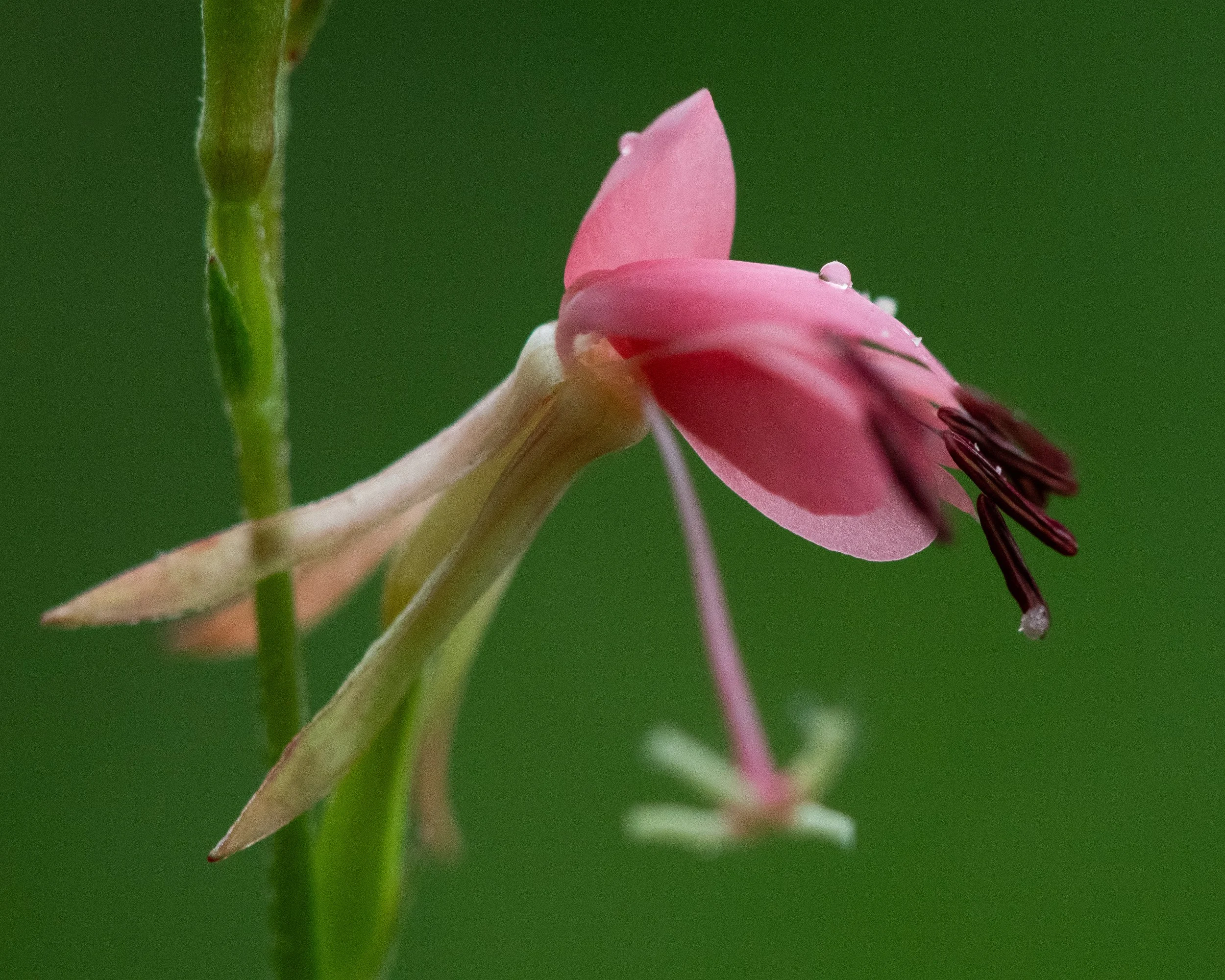 _DSC9554CROP2.jpg