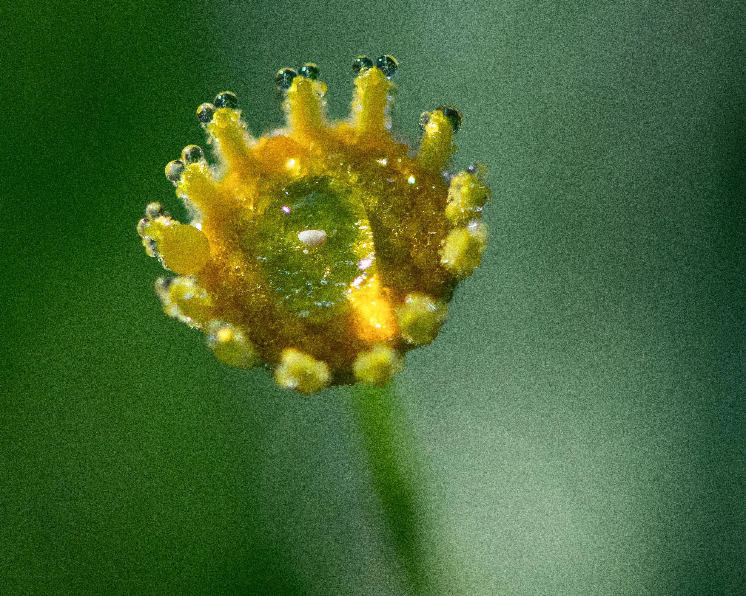 _DSC6007CROPfinal.jpg