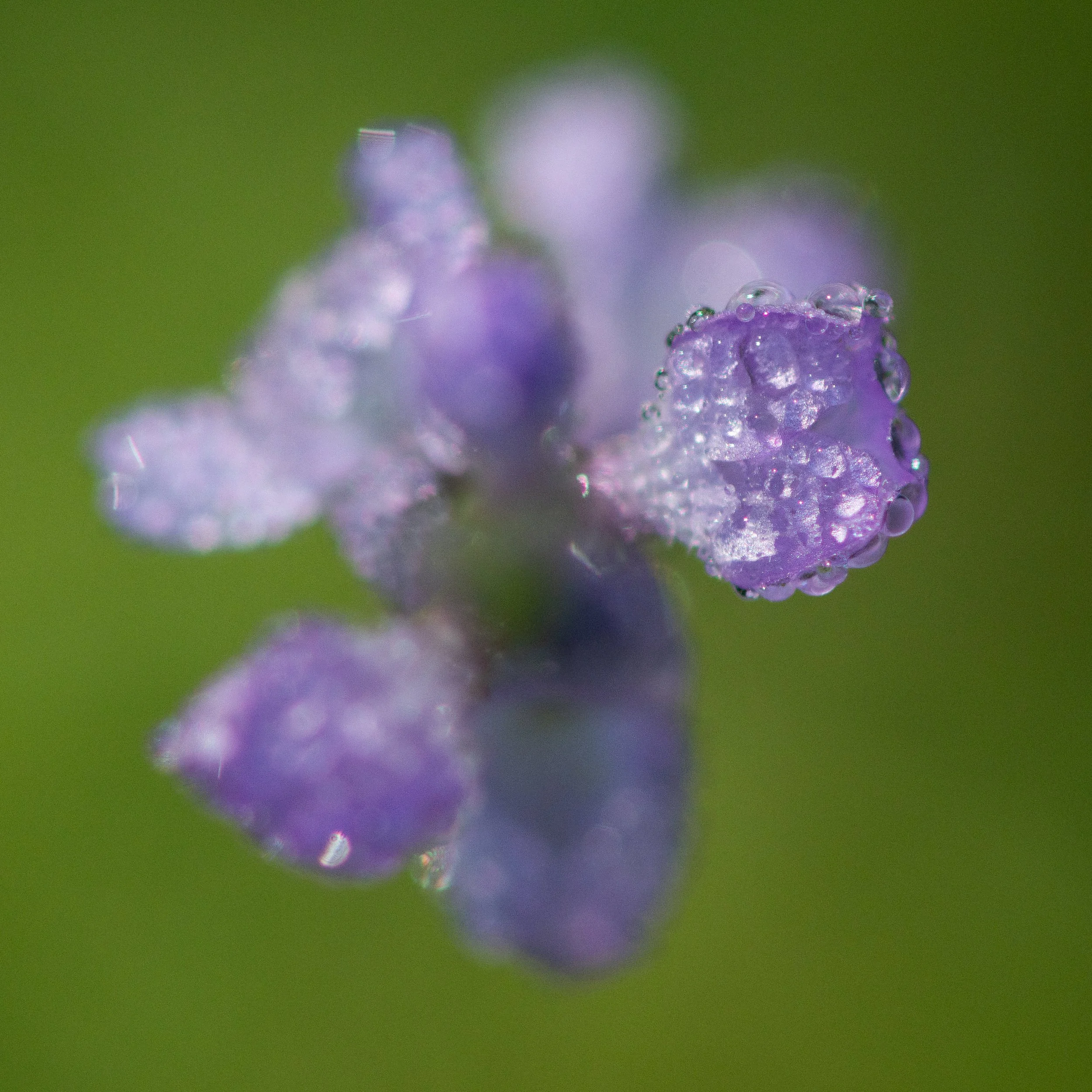 _DSC6090crop2.jpg