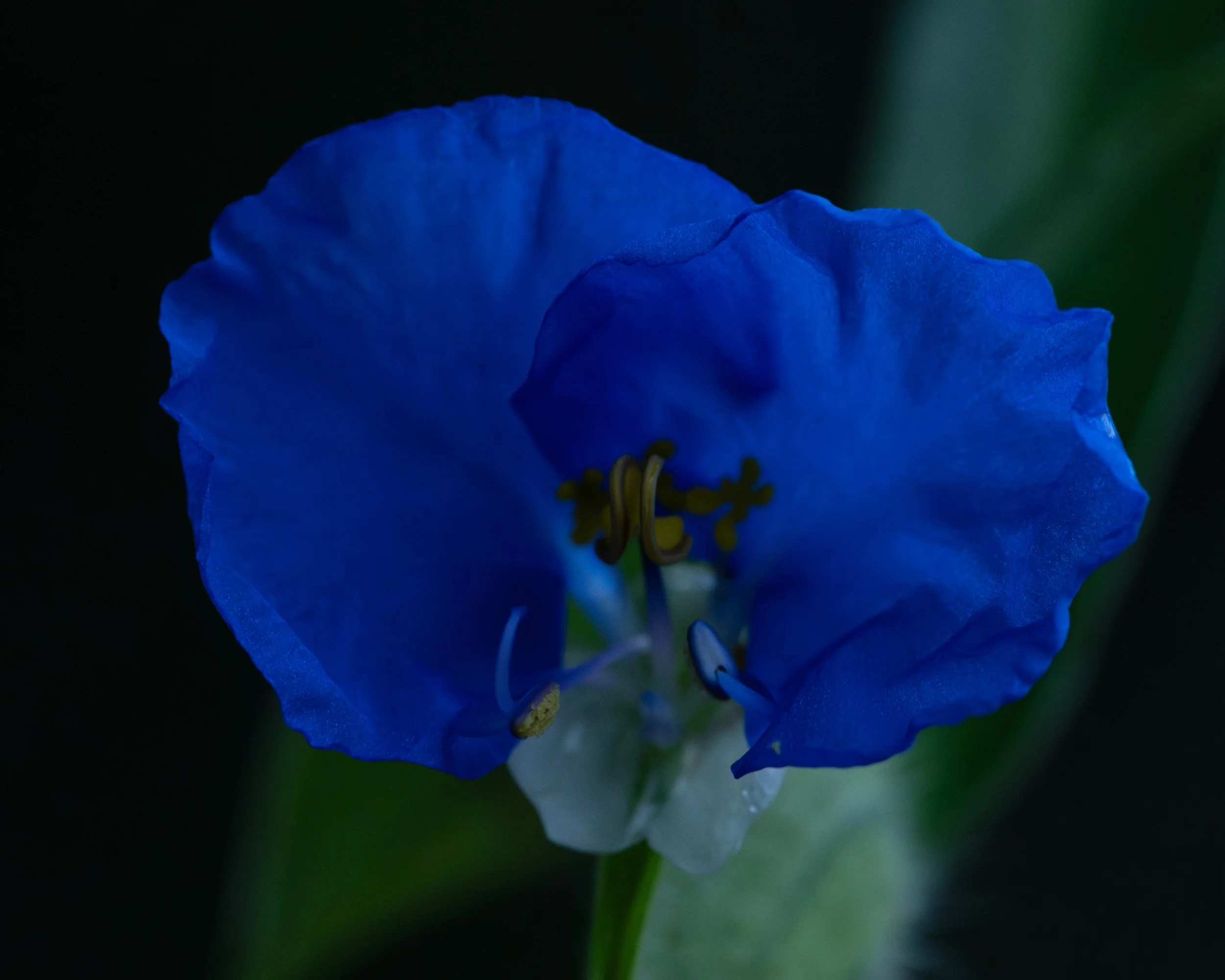_DSC7454.jpg