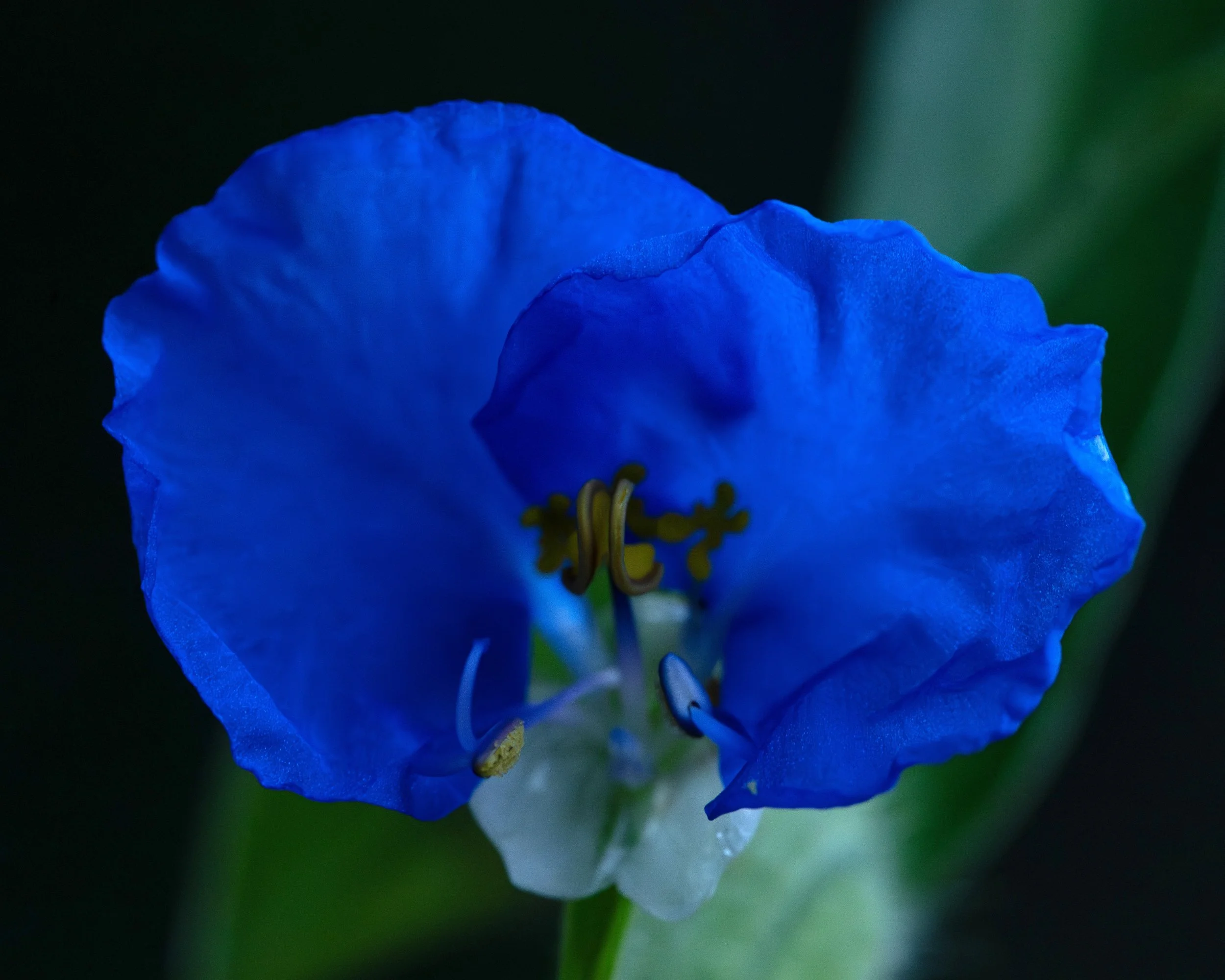 _DSC7454.jpg