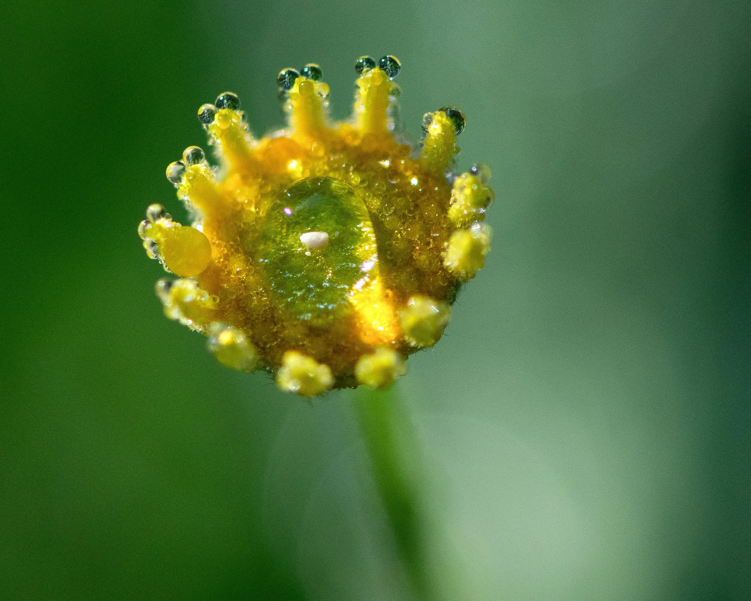 _DSC6007CROPfinal.jpg