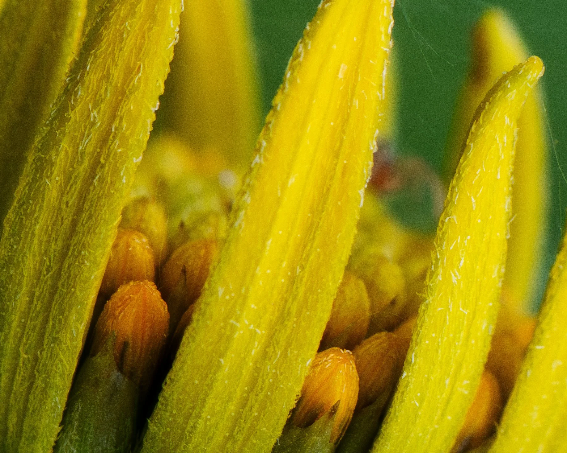 _DSC4545closeup.jpg