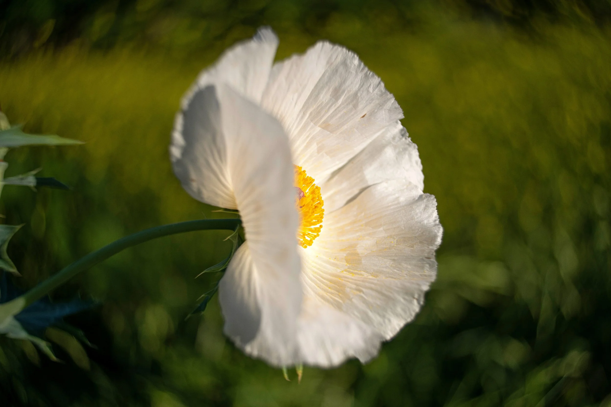 _DSC9796wide.jpg