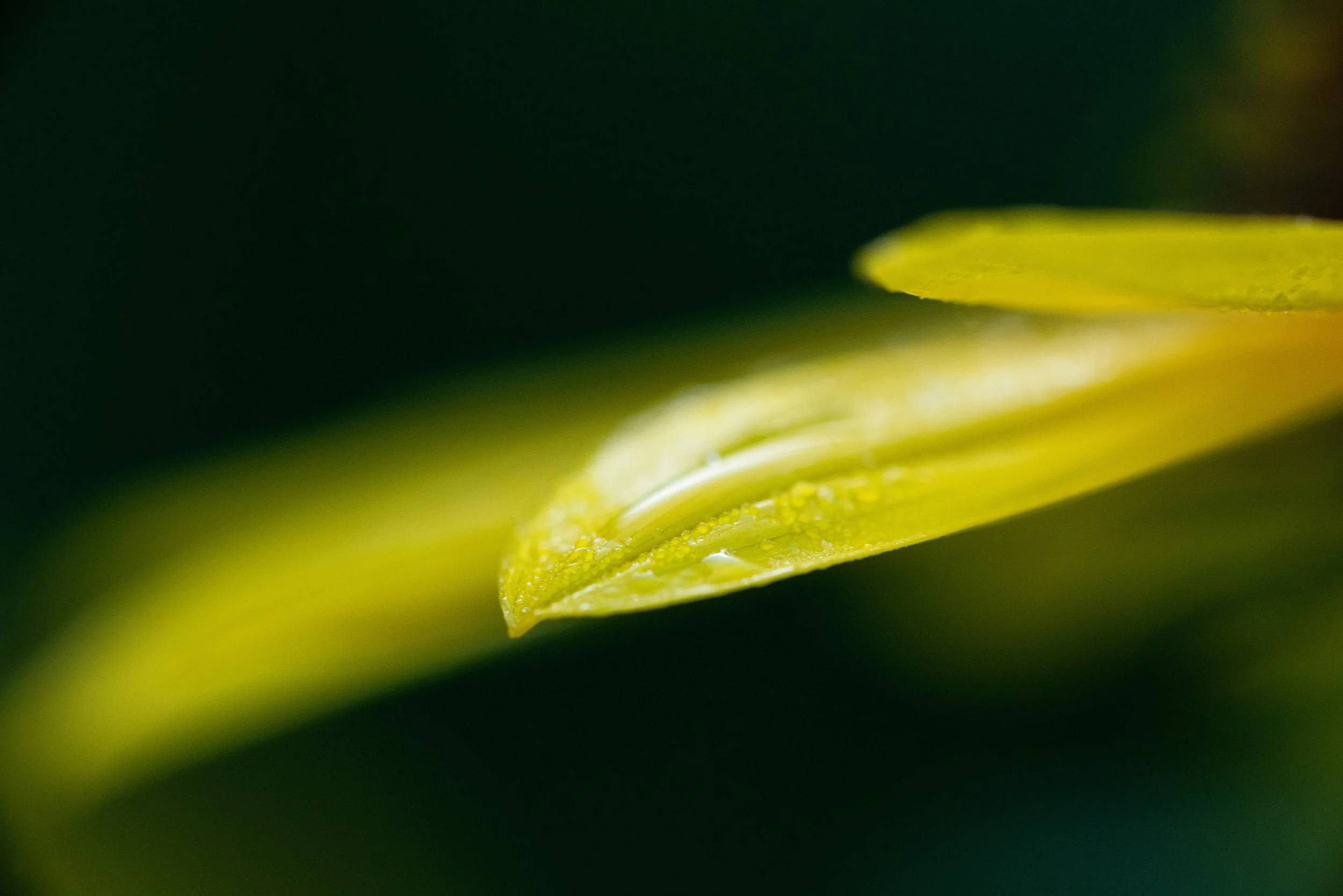 _DSC7682.jpg
