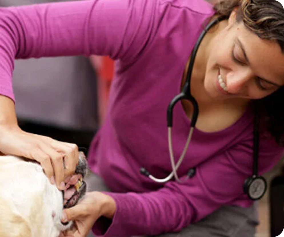 exam-in-house-vet 1.png