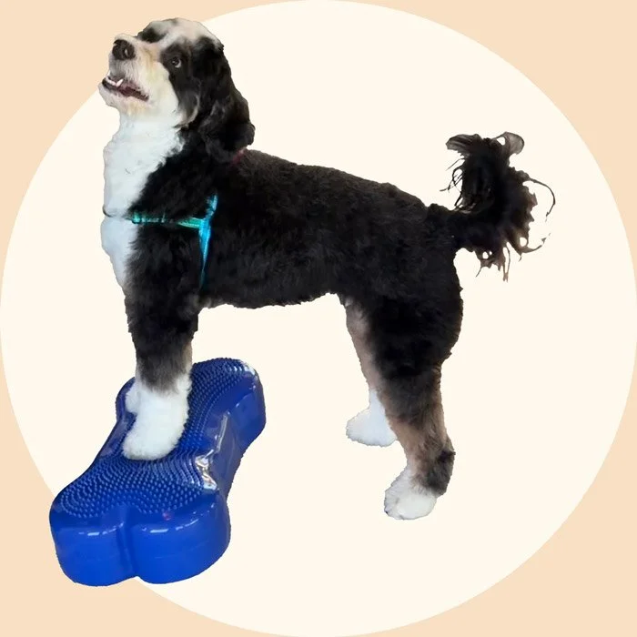 Lotus Veterinary House Calls