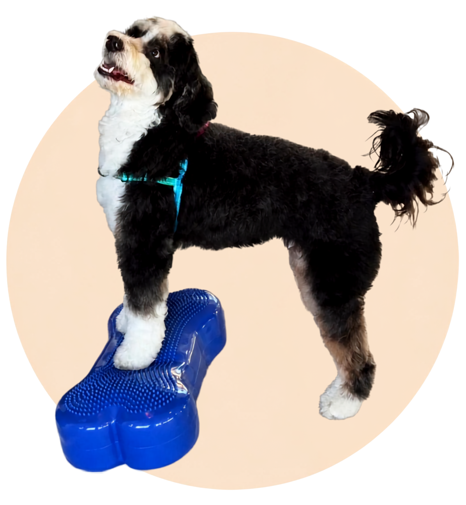 A happy dog performing exercise on rehabilitation equipment