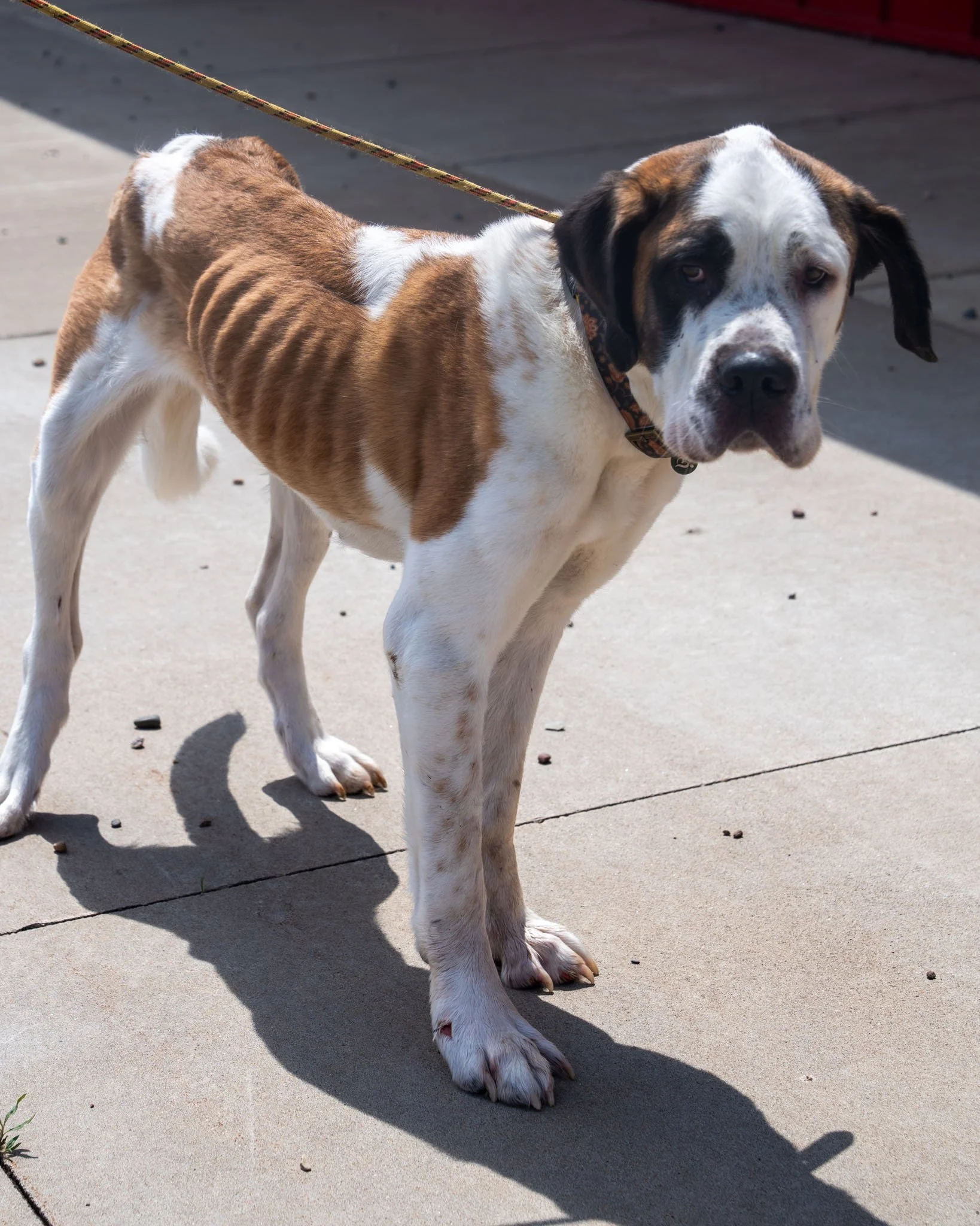 ❗️FOUND DOGS❗️
These dogs were found in Pequot Lakes, Minnesota. If you have any information on these dogs, or if these dogs belong to you, please give the shelter a call at 218-568-7387. Thank you.

Proof of ownership is required***