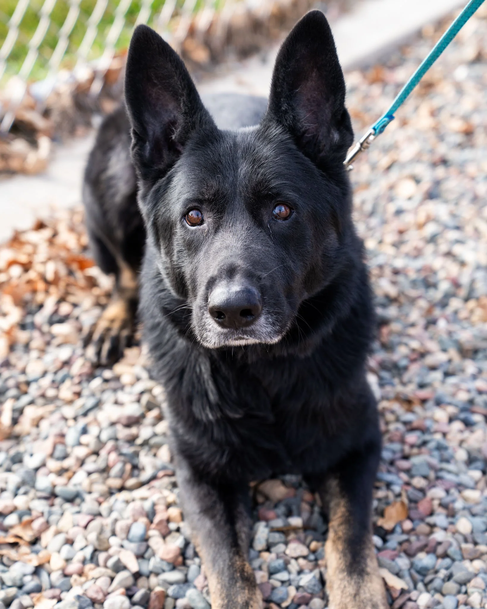 ☺️ Buddy ☺️
Meet your new best buddy! Buddy is a 5-year-old, 77-pound German Shepherd mix who is highly intelligent, has a great start on his training, and has been well socialized with the dogs at the shelter. Besides all that, he's so sweet, goofy,