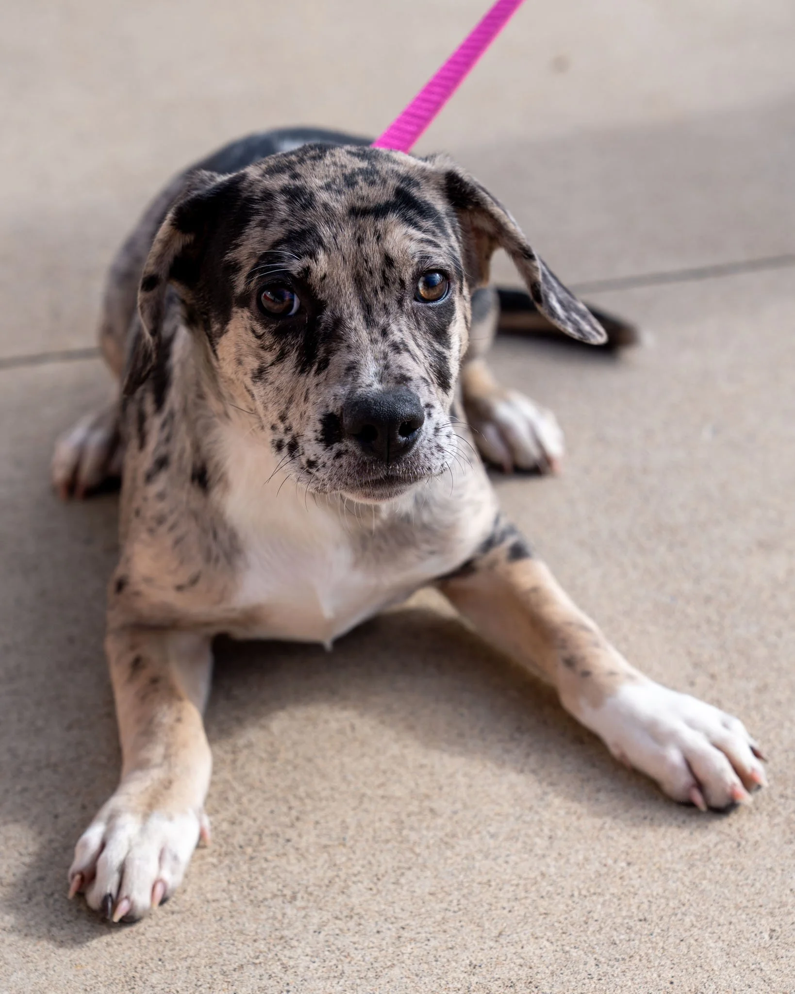 🥰 Remi 🥰
Meet Remi, a 3-month-old Hound and French Bulldog mix! This gorgeous girl is as unique as her markings. Remi is a confident and curious companion who loves to be in the middle of the action. She will be your shadow, following you from room
