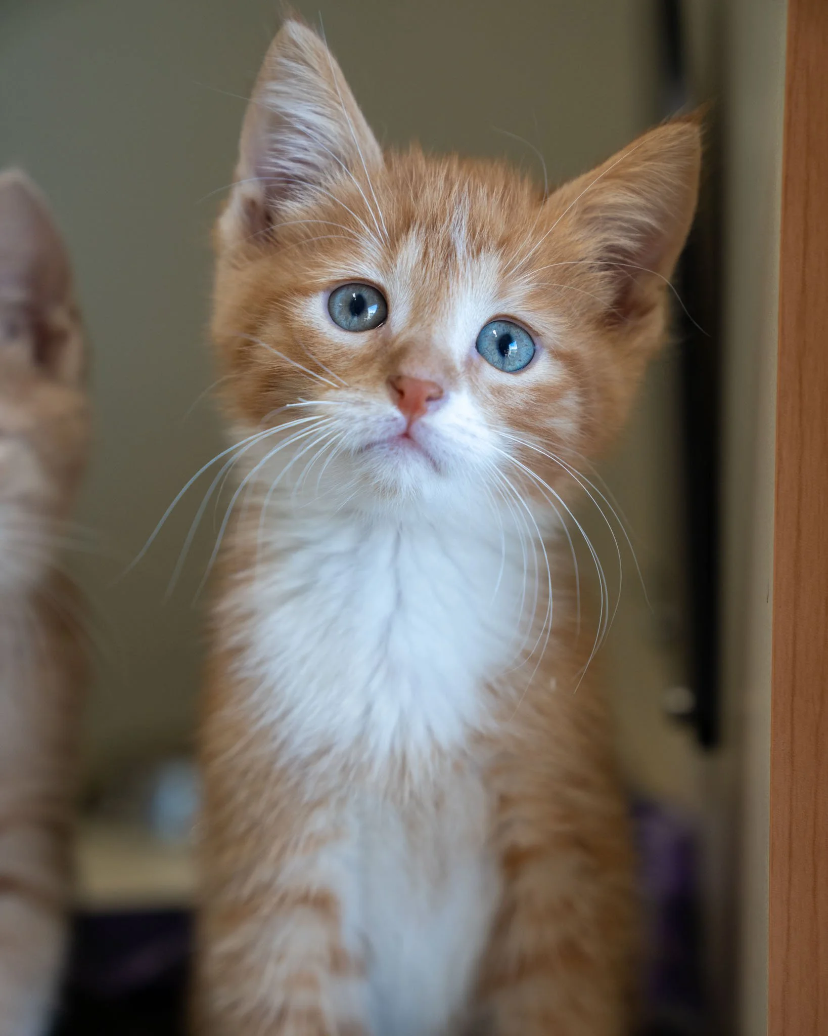 😇 The &quot;M&quot; Kittens 😇

Pictured in order: Myles, Montague, and Moses

These marvelously mannered &quot;M&quot; kittens want to mosey merrily into your life! These three young gentlemen are the cutest, confident babies. They're 2-month-old D
