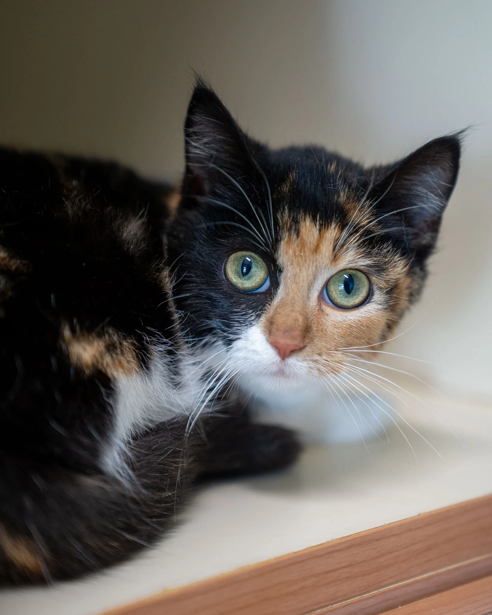 😍 Samantha 😍
Samantha is a 2-month-old Domestic Shorthair kitten with the most beautiful markings and bright green eyes! This sweet and shy girl was found walking along a curb at a gas station. Luckily, a kind passerby scooped her up, leaving the s