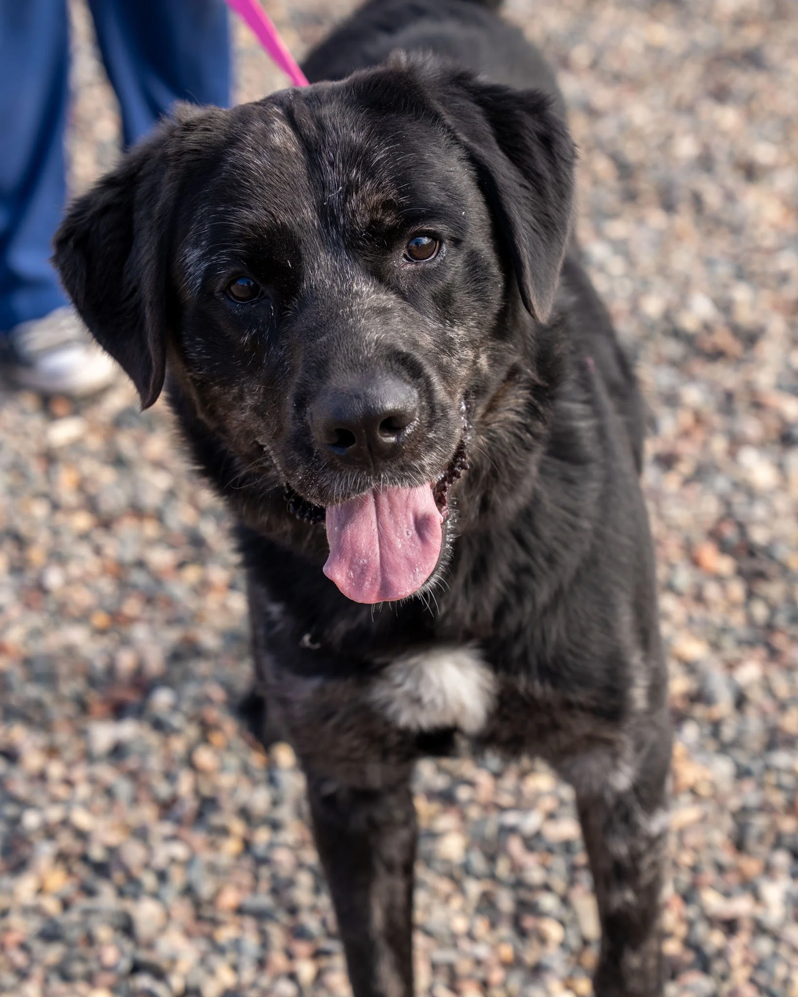 🖤 Jett 🖤
Meet Jett, one of our super sweet, long-term dogs. He's a 5-year-old, 90-pound Newfoundland mix who came to our shelter as a sweet, lonely stray. He recently spent some time in a foster home and discovered he's not the biggest fan of small